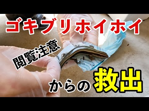 【閲覧注意】トカゲがゴキブリホイホイにかかっていたので救出