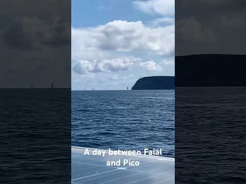 Sailing Azores! Beautiful day sail with friends! #travel #sailing #dolphins