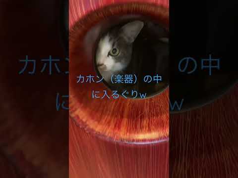 カホンの中に入るぐり#shorts #保護猫#サバトラ