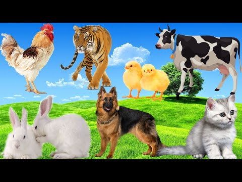 Have fun with cute animals: Dogs, Rabbits, Pigs, Chickens. Cat, Cow...