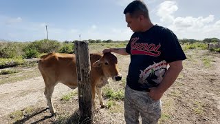 Saipan rancher speaks out after 75 watermelons, 20 cows, equipment stolen