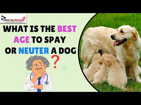 Neutering/Spaying Dogs. Myths, Benefits, and the Right Age Explained!