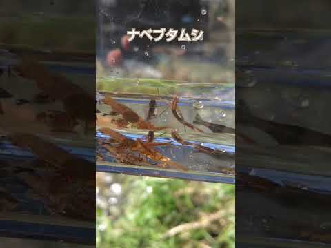 清流でナベブタムシ発見