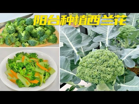 没有菜园也能在家种西兰花了，方法简单，新手也能学会