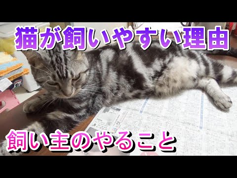 猫が飼いやすい理由！飼い主の１日ルーティン（アメリカンショートヘア）