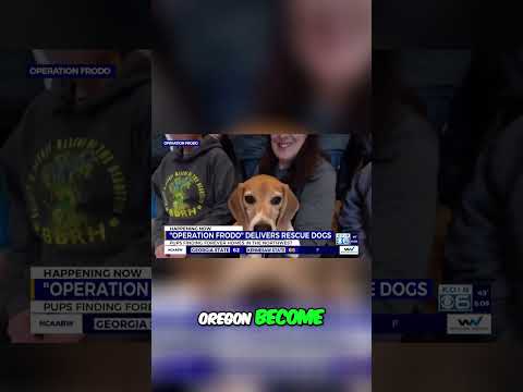 Operation Frodo: Rescuing Beagles Across America