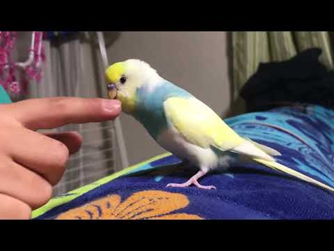 笑いすぎなインコ