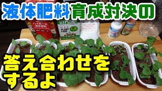 【水耕栽培大学】液体肥料育成比較の検証結果を一挙公開します