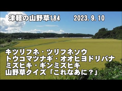 津軽の山野草184(ｷﾂﾘﾌﾈ、ﾂﾘﾌﾈｿｳ、ﾄｳｺﾏﾂﾅｷﾞ、ｵｵﾋﾖﾄﾞﾘﾊﾞﾅ､ﾐｽﾞﾋｷ、ｷﾞﾝﾐｽﾞﾋｷ、山野草ｸｲｽﾞ)