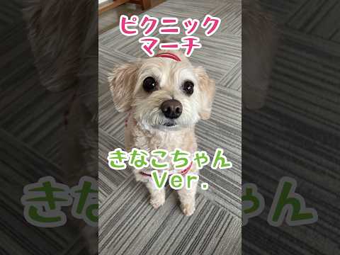 【ピクニックマーチ】きなこちゃんVer. #ちわぷー #犬