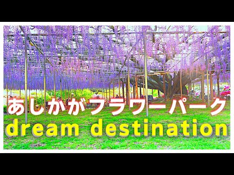 Dream_destination★Japanese wisteria★