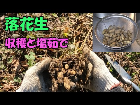 【落花生】落花生の収穫と塩茹で