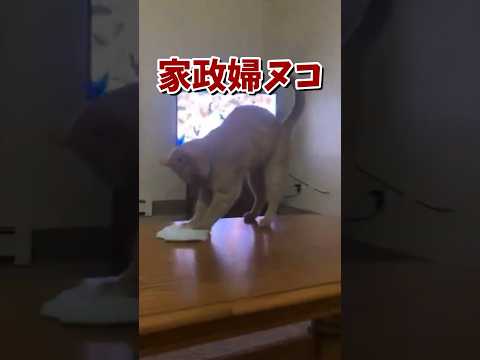 ネッコの動画で癒されたら寝ろｗｗｗ　#2ch #2ch動物スレ #2ch面白いスレ #動物 #犬 #猫 #癒やし