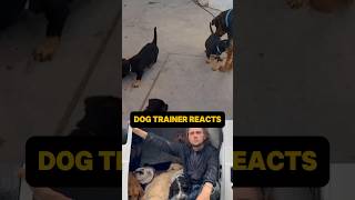 ⚠️ DOG TRAINER REACTS ⚠️ - Mother dog correcting puppy  #dog #dogreaction #reaction