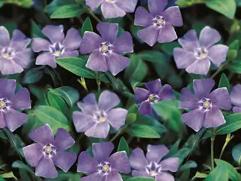 Get to Know Lesser Periwinkle/Vinca Minor  - Part Sun-Loving Plants