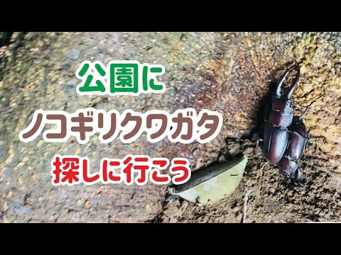 クワガタさがしに行ってみよう