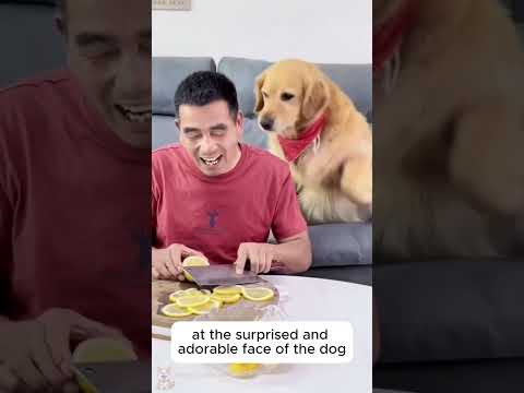 🤣 Watch This Dog Realize It’s Been Tricked with a Lemon!