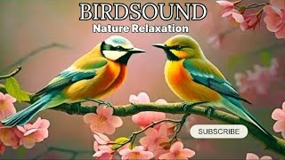 Bird Sound, Calm Your Mind with the Sounds of Nature