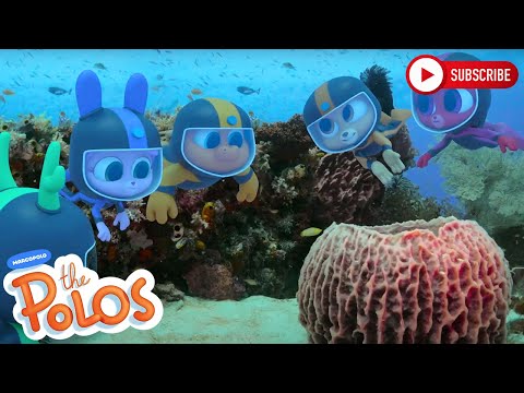 Learning about the ocean | The Polos | Adventure Learning | Learn At Home