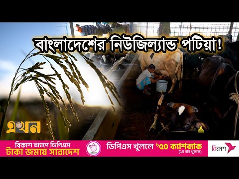 হেমন্তের ফসল তুলতে ব্যস্ত কৃষকরা | টেকনাফ থেকে তেঁতুলিয়া | Coxs Bazar | Documenmtary Of BD | EkhonTV