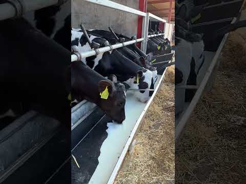 Farm Cows #shorts #fyp #cow #feeding #milking #hoofing