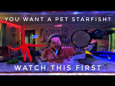 Keeping a Starfish In Your Saltwater Aquarium | Tips To Help You Succeed