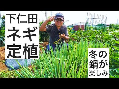 下仁田ネギの苗を定植する作業