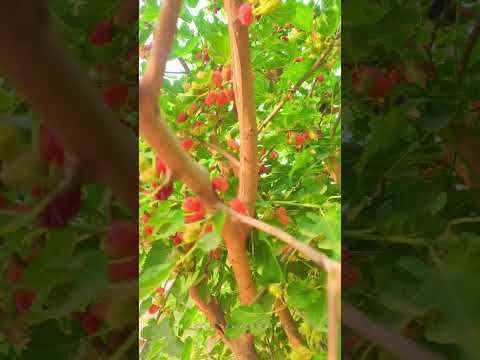 April Views Natural fruits #creativelifesdvlogs #trending #viral #natural 16042024