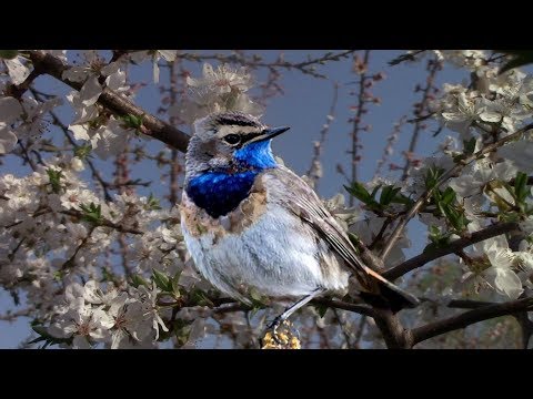 🐦Пение птиц - звуки, которые лечат. Послушайте!