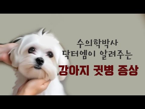 강아지 귓병 증상 어떤것이 있을까?-수의학박사 닥터엠의 강아지 119