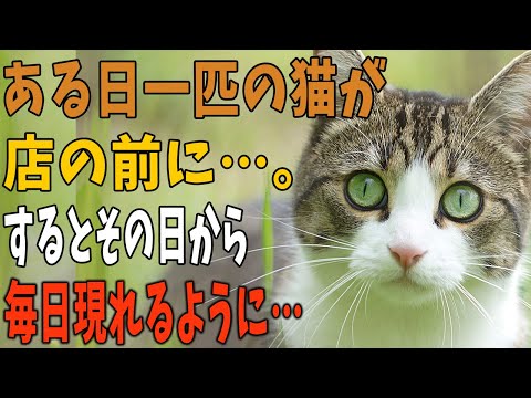 【猫の不思議な話】地元で両親から継いだ小さな布団屋を営んでいる俺。都心に大型店が出てから人が段々来なくなると、ある日一匹の猫が店の前に…。するとその日から毎日現れるようになり・・・。【朗読】