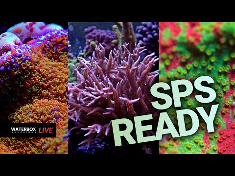 Getting started with SPS corals.  Episode #197