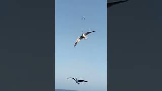 #Seagulls Caught at #gatewayofindia #gatewayofindiamumbai