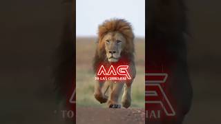 Lion Attitude shayari status Shayari status Attitude shayari #youtubeshorts#viral#shayari#shorts