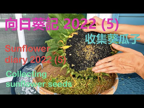 向日葵記2022 (5) Sunflower Diary 2022 (5) - 收集向日葵 🌻 種子  Collecting sunflower seeds – {種花篇 HK Gardening}