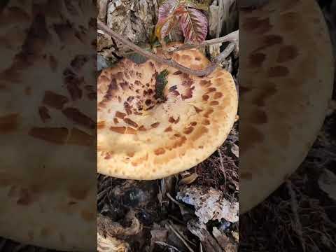 Foraging a Mushroom With Poison Ivy on it?