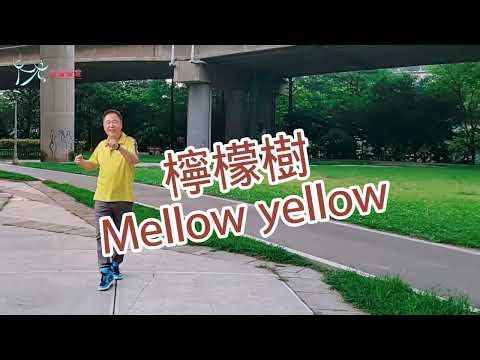 【元宏排舞教室】-23-4 檸檬樹 排舞 / Mellow yellow line dance