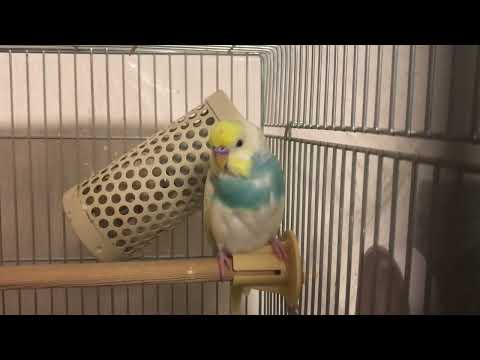 頭になんかついちゃってるインコ