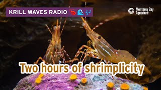 2 Hours Of Chill Shrimp To Work/Study/Relax | Lofi Hip Hop | Monterey Bay Aquarium Krill Waves Radio