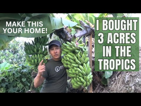 I Bought 3 Acres in the Tropics to Start My Fruit & Vegetable Farm