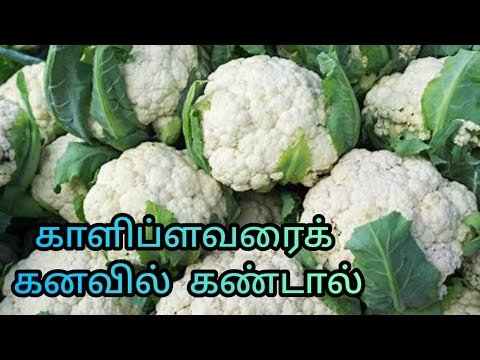 காளிப்ளவரைக் கனவில் கண்டால் | cauliflower in dream | dream interpretation in tamil | kanavupalan