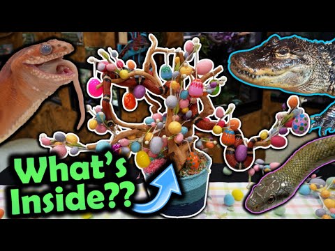 Our Reptiles get an Easter Tree!!