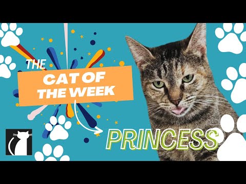 Cat of the Week ~ Princess! 🎀👑