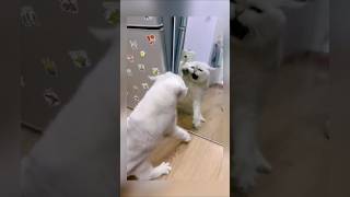 鏡に映った自分を攻撃する猫　#Shorts #猫　#cat #ぬこ