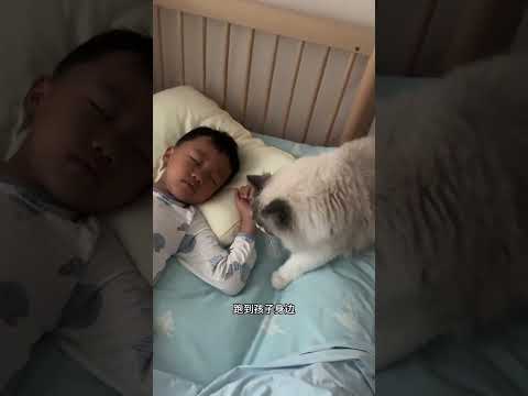 原来我家猫是第一个发现孩子生病的，它真的好暖心 #猫咪带娃 #记录猫咪日常 #我和我的猫