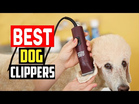 ✅Top 5 Best Dog Clippers in 2023