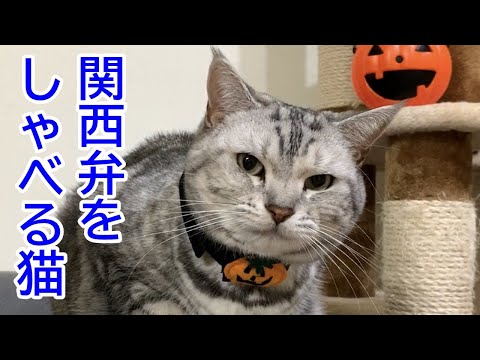 猫たちのハロウィン🎃と大好きなおやつ　関西弁おしゃべりペット