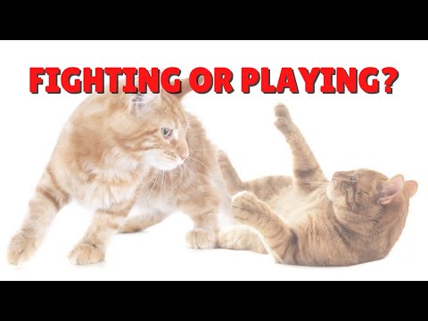 Are Your Cats Fighting or Playing? | Two Crazy Cat Ladies #shorts