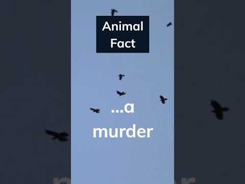 Is a Raven the same as a crow? 🕊️ comment below 👇 if you know. #animalfacts #crow #shorts