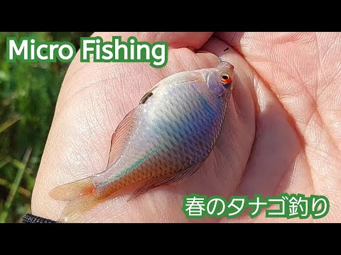 【Micro Fishing】３月なのに27℃？魚の活性が高そうなので釣りに行ってみた